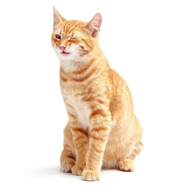 Purebred Yellow Short-haired England Cat - immagine 5