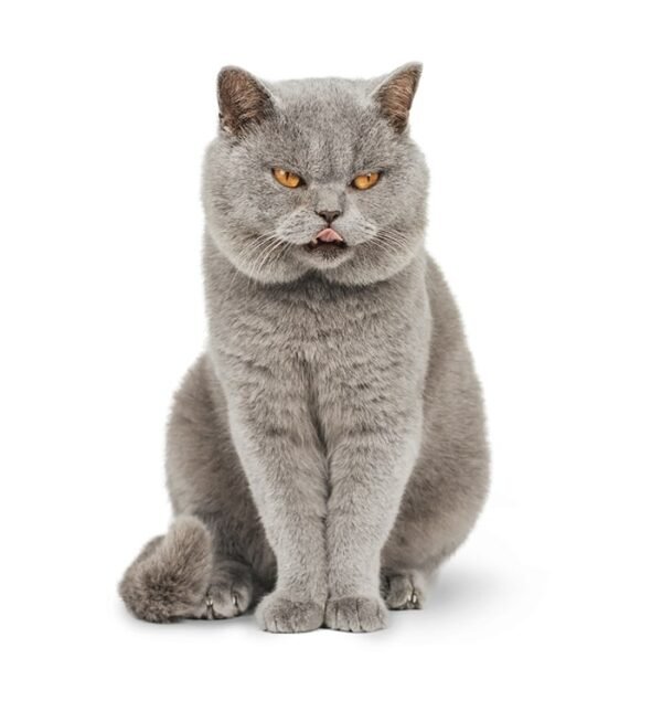 Purebred Gray Short-haired England Cat - immagine 4