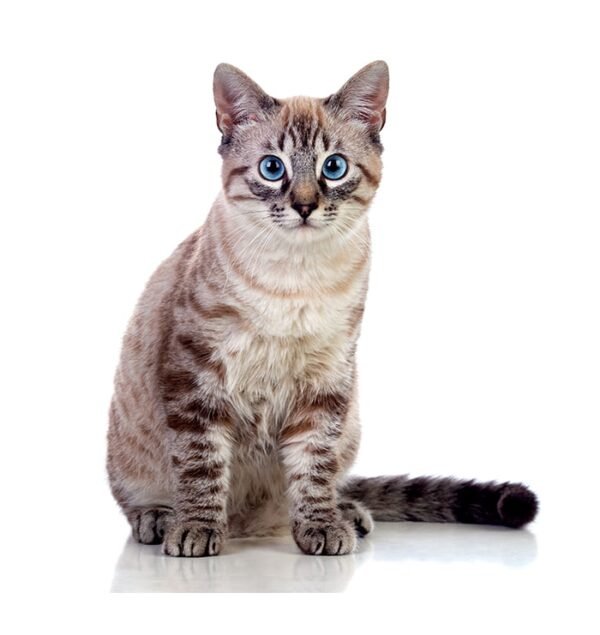 Purebred Gray Short-haired England Cat - immagine 3