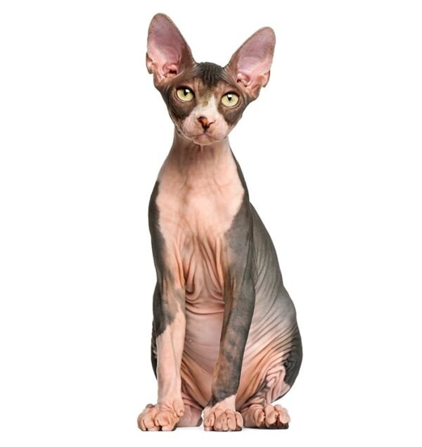 Hairless Sphynx Cat Is Native To Canada - immagine 2